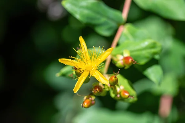 Gros Plan Sur Hypericum Inodorum Hypericum Xylosteifolium — Photo