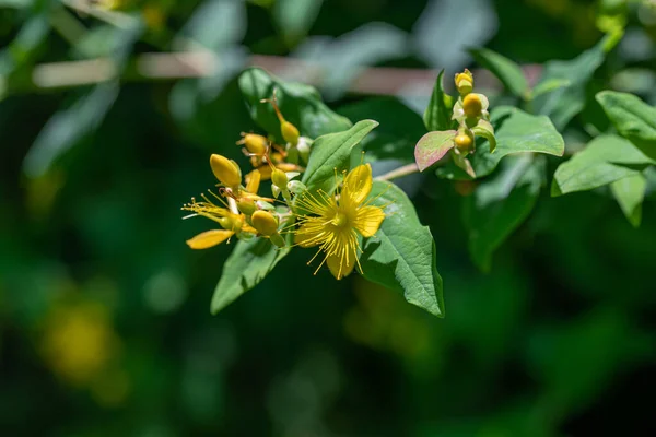 Hypericum Inodorum Hypericum Xylosteifolium — Stok fotoğraf