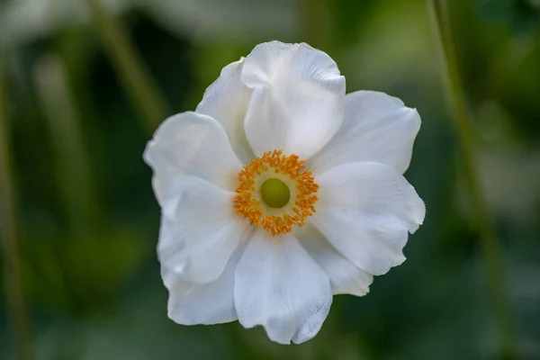 Japanese Anemone Anemone Hupehensis Flower Garden Plant Family Ranunculaceae Aka — Zdjęcie stockowe