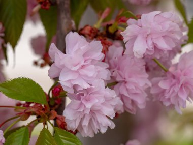 Çift çiçek kiraz çiçekleri, Prunus serrulata büyük çekim görünümü.