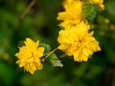 Baharda açan Kerria japonica sarı çiçekleri