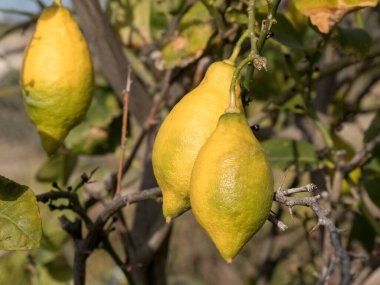 limon. Olgun limon limon ağacına asılı. limon büyüyen