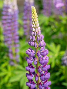 Lupine multilingual (Lupinus polyphyllus), baklagiller (Fabaceae) familyasından bir bitki türü.).