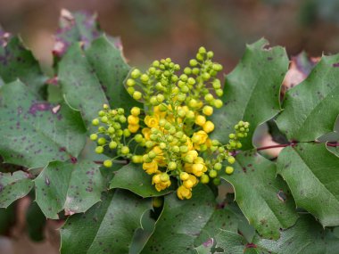 Bahar bahçesinde Mahonia aquifolium çiçekleri. Yararlı bitkiler. Homeopati.. 