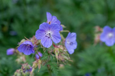 Marsh Cranesbill 'in (Geranium Palustre)