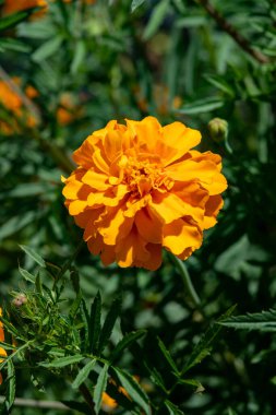 Güzel turuncu marigold çiçek (Tagetes erecta, Meksika kadife çiçeği, Aztek kadife çiçeği, Afrika kadife çiçeği) yeşil yaprakları bir bahçede büyüyen.