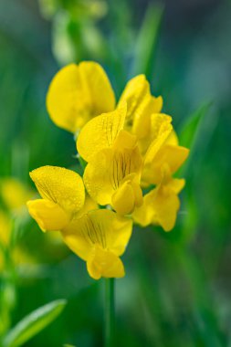 Kanatlı sapları olan 120 cm 'lik tırmanma tesisi. Filizli yapraklar, ve bir çift broşür, eliptik için doğrusal mızrak. Çiçekler sarı 10-16 mm arası, uzun takipli yarışlarda..
