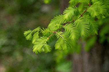 Metasequoia glyptostroboides şubesi, Dawn Redwood olarak da bilinir.