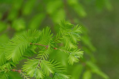 Metasequoia glyptostroboides şubesi, Dawn Redwood olarak da bilinir.