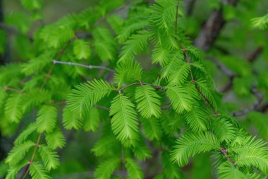 Metasequoia glyptostroboides şubesi, Dawn Redwood olarak da bilinir.