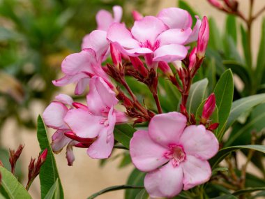 Çiçek açan Pembe Oleander çiçekleri (Oleander Nerium) yakın plan. Seçici odak.