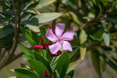 Çiçek açan Pembe Oleander çiçekleri (Oleander Nerium) yakın plan. Seçici odak.