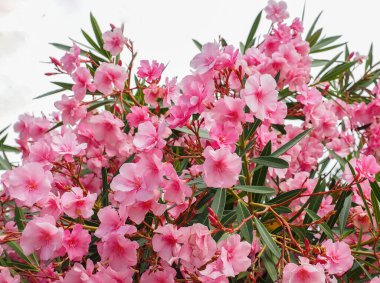 Çiçek açan Pembe Oleander çiçekleri (Oleander Nerium) yakın plan. Seçici odak.