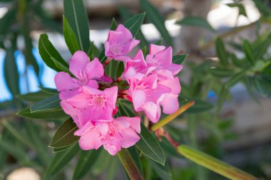 Pembe Oleander çiçekleri (Oleander Nerium). Çiçekleri güzel pembe çiçeklerle açan zakkum..