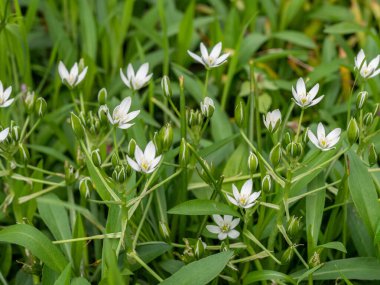 İlkbaharda çiçek açan ve çiçek soğanı büyüyen Bethlehem beyaz çiçek Bahçe yıldız