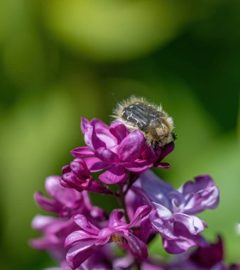 chafer böcek (oxythyrea funesta çiçek petal on yas).