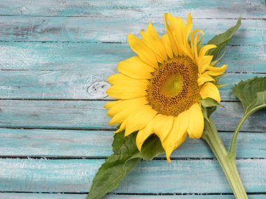 Eski ahşap arka planda ayçiçekleri. Ayçiçeği yağı endüstrisi konsepti