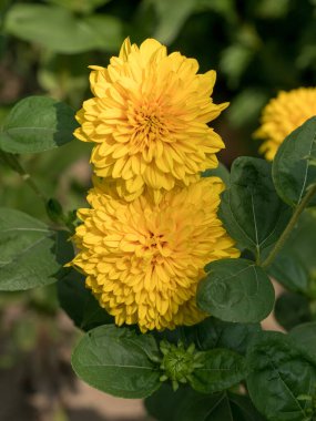 Bilinen zinya (Zinnia ihlali syn. Zinnia elegans) kırsal alanda yakın görünüm 