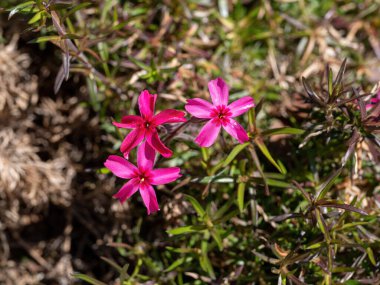 Sürünen phlox (Phlox subulata) veya yosun phlox flowerbed üzerinde