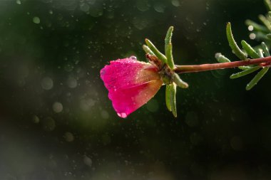 Portulaca grandiflora, Avrupa 'da bulunan bir bitki türüdür.