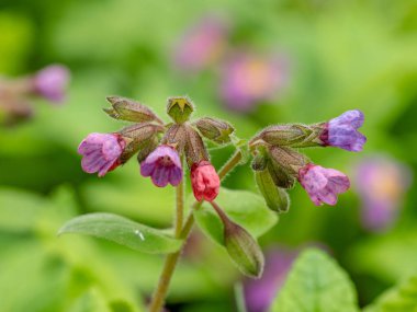 Bir çiçeklenme içinde menekşe farklı tonlarında göğüs ciğerotu çiçekleri. İlk bahar çiçekleri.