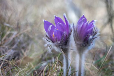 Vahşi Bahar Pulsatilla patentleri, Paskalya Paskalya çiçekleri, çayır kruvazörü, ve bahar ormanlarında yaprak şakayığı