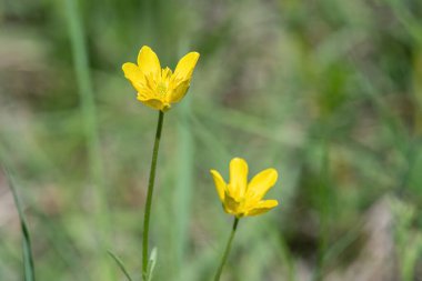 Bulbous Buttercup - Ranunculus bulbosus Common Meadow Çiçeği