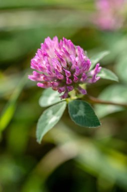 Kırmızı yonca çiçeği (trifolium pratense) yeşil bulanık arka planda. Yaz yeşil çayırında pembe yonca çiçeğini kapat..