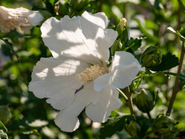 Hibiscus Syriacus (Sharon Gülü) arka planda yeşillik ile doğal ortamında büyümektedir..