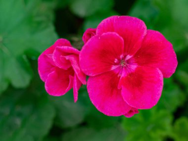 Pelargonium ya da sardunya parlak kırmızı çiçek açar. Bir sardunya bitkisinin taç yapraklarına yakın çekim.
