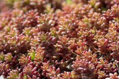 Sedum Rupestre kaya bitkisinin yaprak ve saplarının rahatlaması