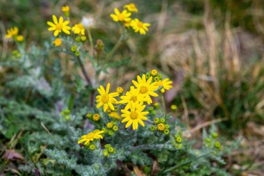 Senecio Doria, Orta ve Güney Avrupa 'ya Yerli, Batı Asya, Kuzey Afrika