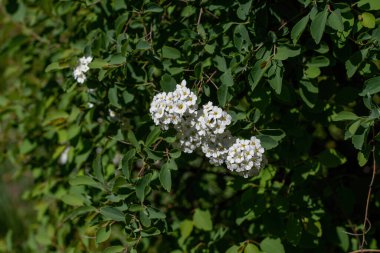 Bush, bahar beyaz erkeçsakalı Vanhouttei çiçekler. Bitki çevre düzenlemesi ve kuruluşların hedges yaygın olarak kullanılır