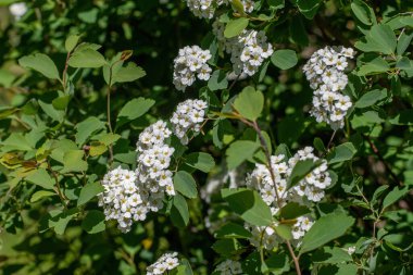Bush, bahar beyaz erkeçsakalı Vanhouttei çiçekler. Bitki çevre düzenlemesi ve kuruluşların hedges yaygın olarak kullanılır