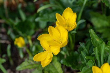 Bahçedeki Sternbergia Lutea bitkisi. Bitki sonbahardadır ve güzel sarı çiçekleri, yeşil etli yaprakları ve uzun yaprakları vardır..