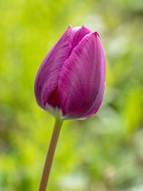 Arkasındaki bahçeden izole edilmiş tek bir lale