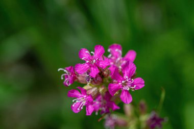 Viscaria vulgaris, Silene viscaria, yapışkan catchfly, yapışkan campion pembe küçük çiçekler 