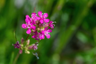 Viscaria vulgaris, Silene viscaria, yapışkan catchfly, yapışkan campion pembe küçük çiçekler 