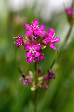 Viscaria vulgaris, Silene viscaria, yapışkan catchfly, yapışkan campion pembe küçük çiçekler 