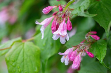 Küçük bir dal Weigela Florida Pembe Prenses dayanıklı gül rengi borulu yüksükotu