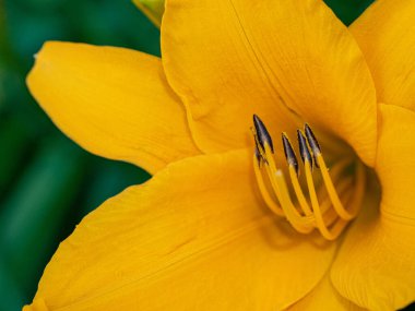 Güzel sarı limon gün-Lily çiçek bir yaz bahçesinde. Çiçek arka plan.