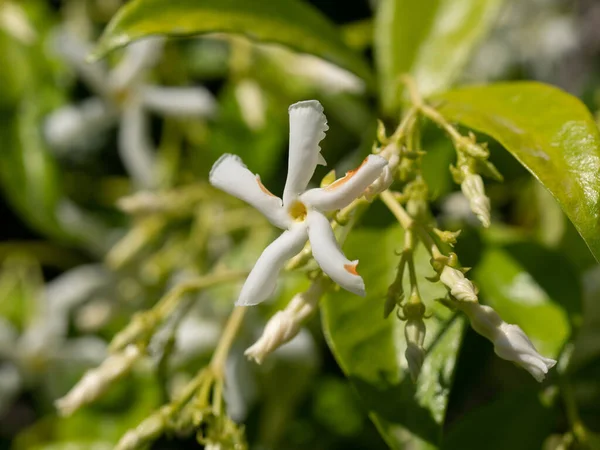 Beautiful Blooming Jasmine Branch White Flowers Sunlight Summer Sunny Day — Stock Photo, Image