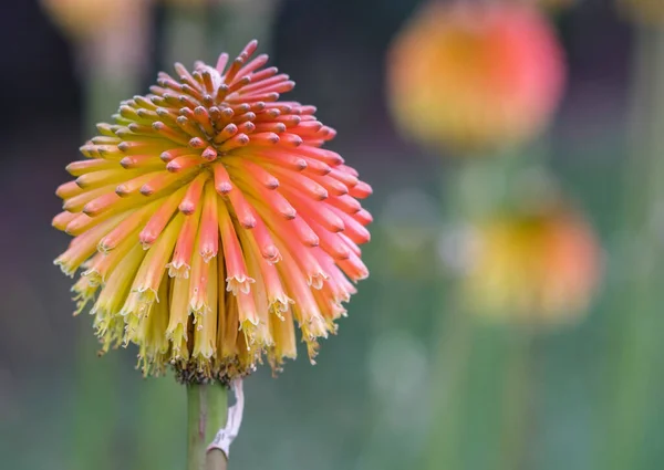 Flower Torch Lily Kniphofia Uvaria Tritoma Red Hot Poker — Stock Photo, Image