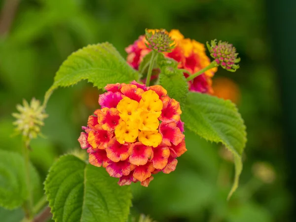 Lantanablüte Blüht Der Farbe Violett Und Gelb Auf Den Kanarischen — Stockfoto