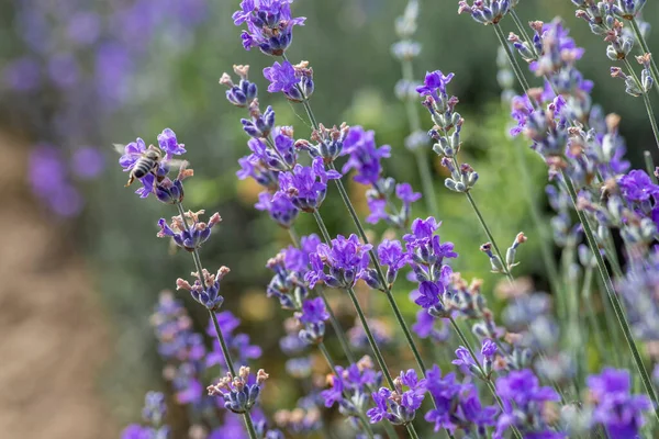 Flores Lavanda Florescendo Campo Durante Verão — Fotografia de Stock