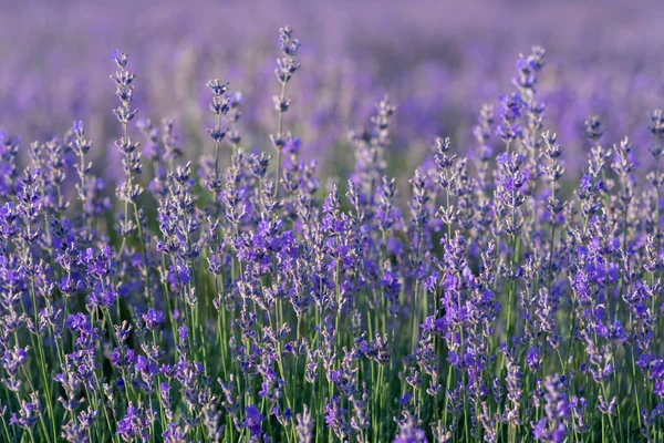 Monte Flores Perfumadas Nos Campos Lavanda — Fotografia de Stock