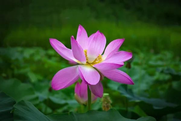 Blisko Kwitnącej Lilii Wodnej Lub Kwiat Lotosu — Zdjęcie stockowe