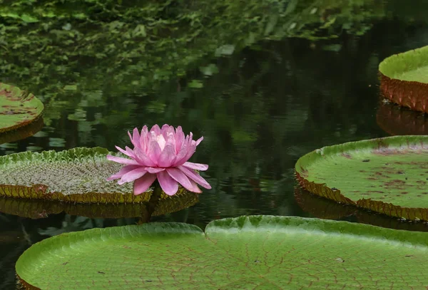 Close Blooming Water Lily Lotus Flower — Stockfoto