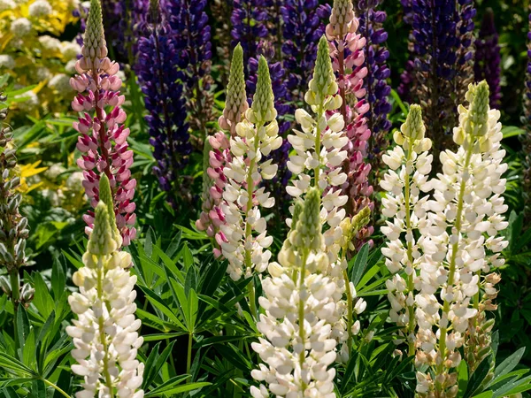 Lupine Multilingual Lupinus Polyphyllus Fabaceae 꽃피는 식물이다 — 스톡 사진