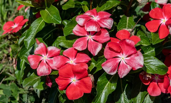 マダガスカルニチニチソウまたは Catharanthus Roseus またはローズニチニチソウまたはバラのニチニチソウ明るい赤い花が暖かい晴れた日に地元の庭に植えられた濃い緑の葉 — ストック写真
